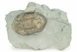 Prone Isotelus Trilobite - Mt Orab, Ohio #257541-1